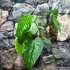 Kép 4/7 - Philodendron tenue