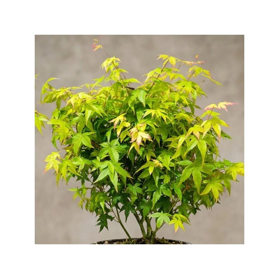 bonsai laatzen Bonsai Special