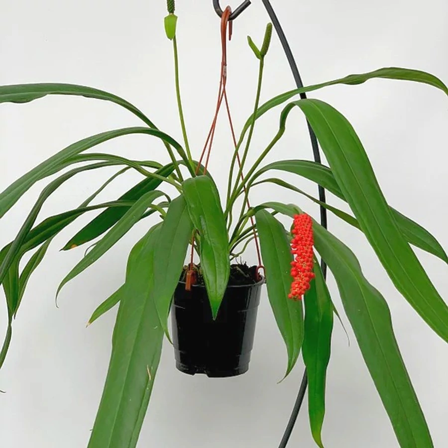 palm tree looking plant Cat Palm main image 0