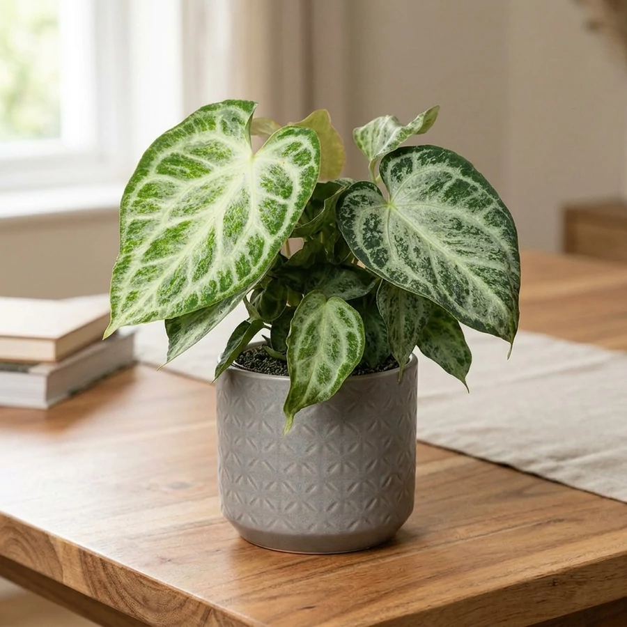 Anthurium 'Silver Blush Mint' - Best Plants and Decor webruhz