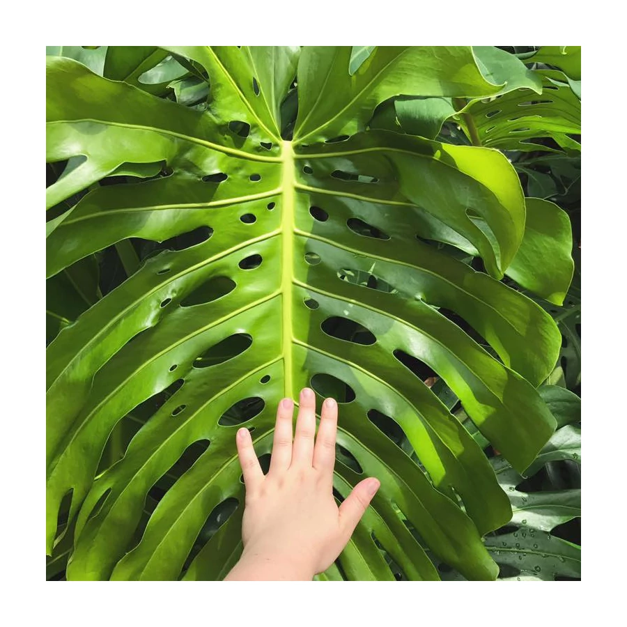 philodendron pink princess warum so teuer Pink Princess Philodendron  Philodendron erubescens