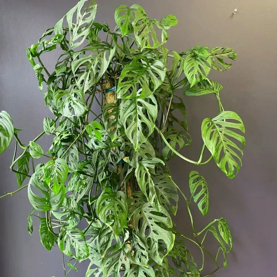 philodendron jungle fever variegated Philodendron 'Jungle Fever' (27WN34) – Next World Exotics main image 0