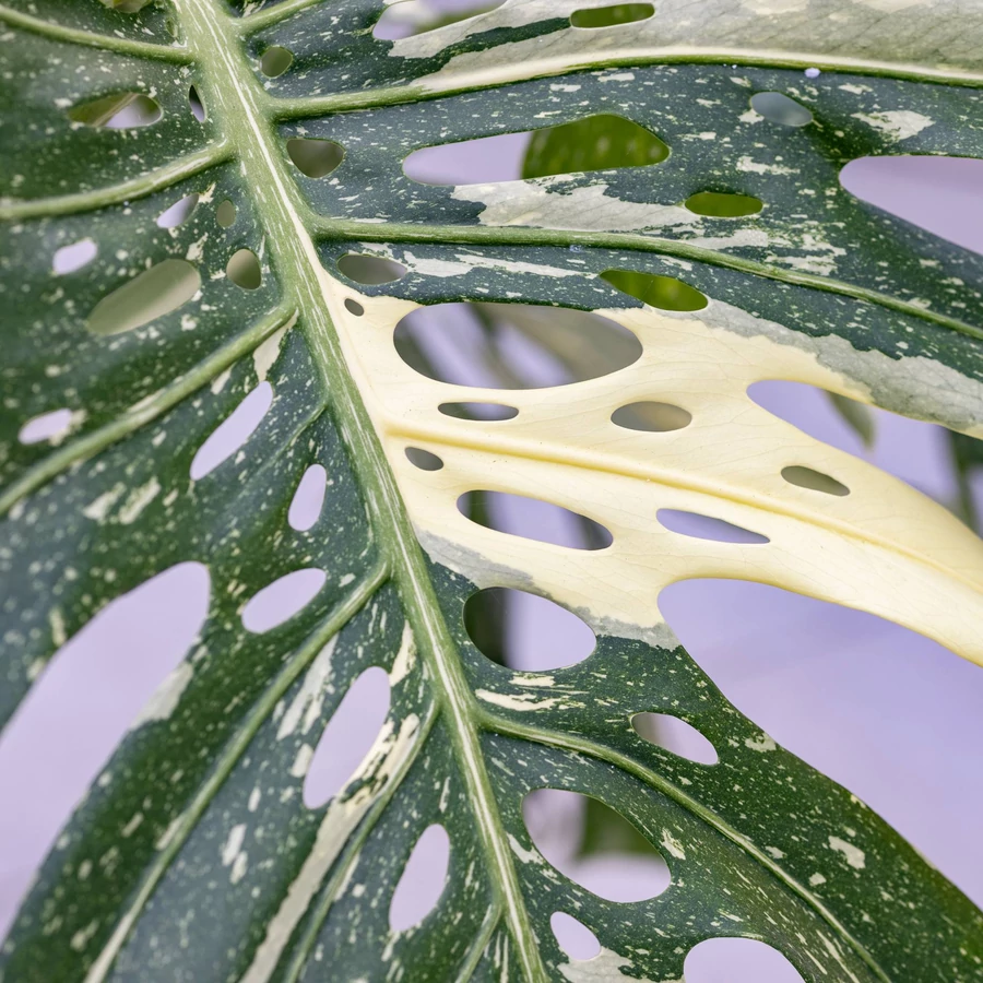 Monstera deliciosa 'Thai Constellation' csemete - Best Plants and Decor  webruhz