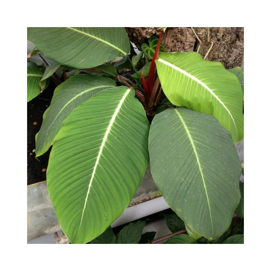 Philodendron geniculatum 'Jet Streak' - Best Plants and Decor webruhz