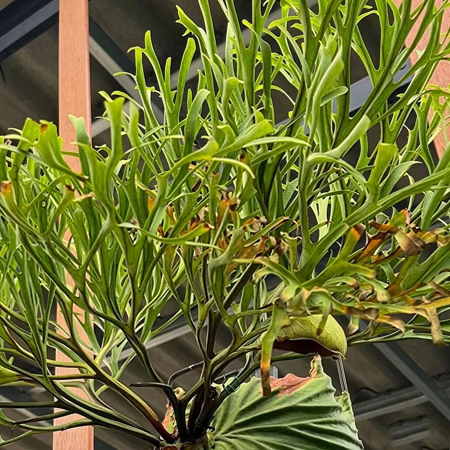 P. Ridleyi Pakarang(TC) 【19】 Platycerium ridleyi 'Pakarang' - Best Plants and Decor webáruház