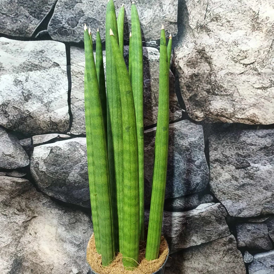 Sansevieria cylindrica 'Spaghetti' - Best Plants and Decor webruhz