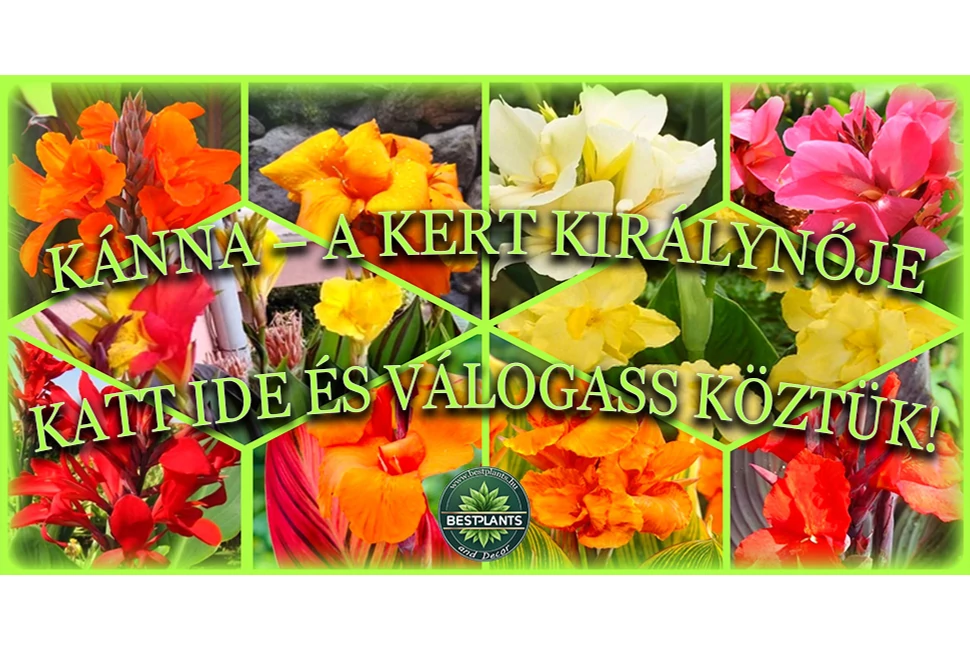Kánna