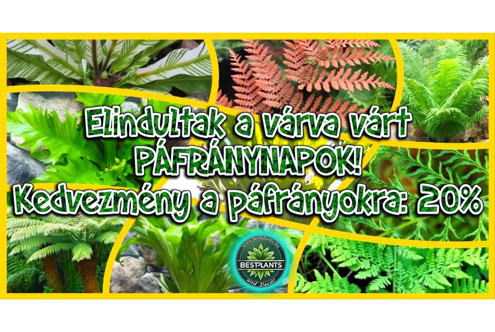 pafrany20