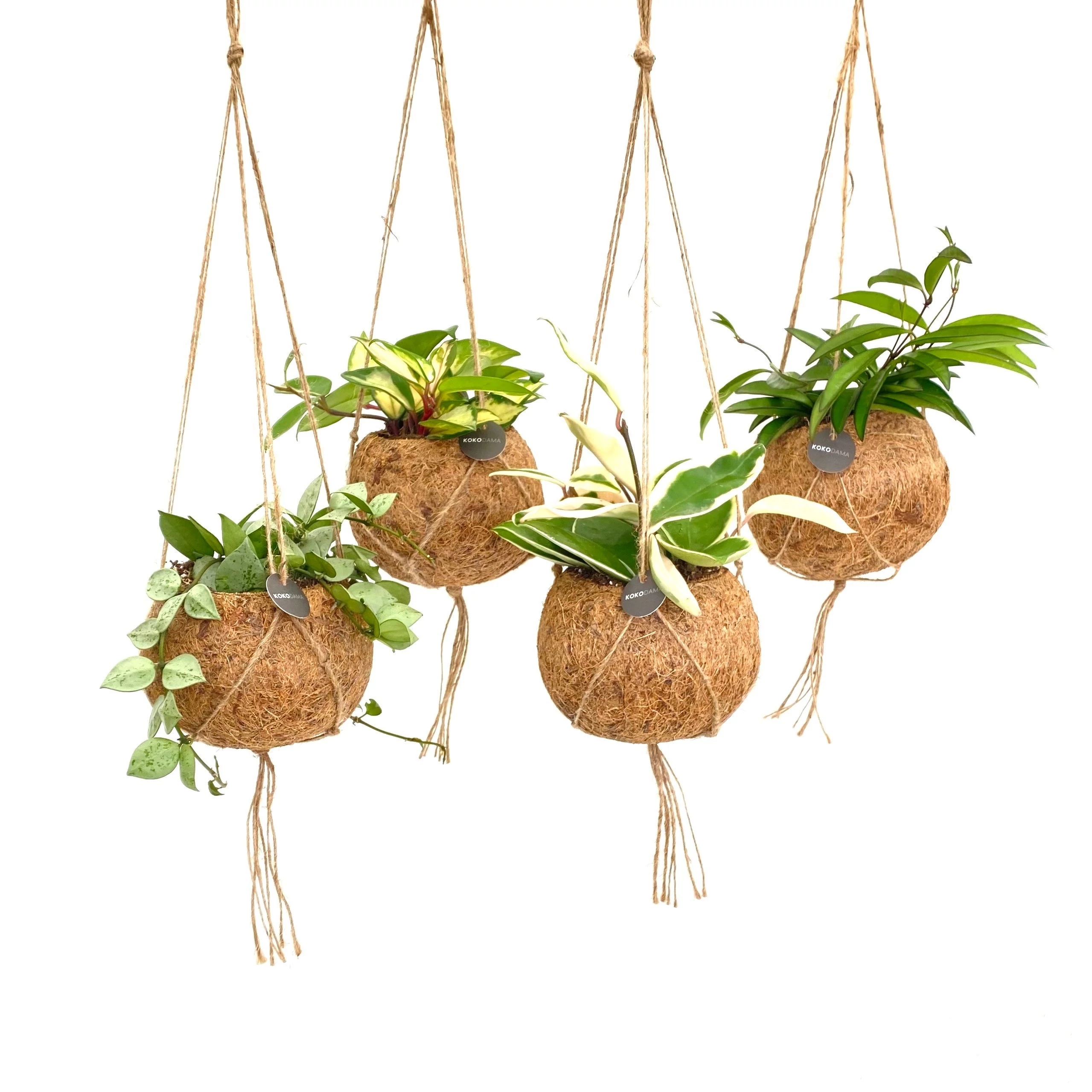 Kokedama kókuszrost kaspó XXL