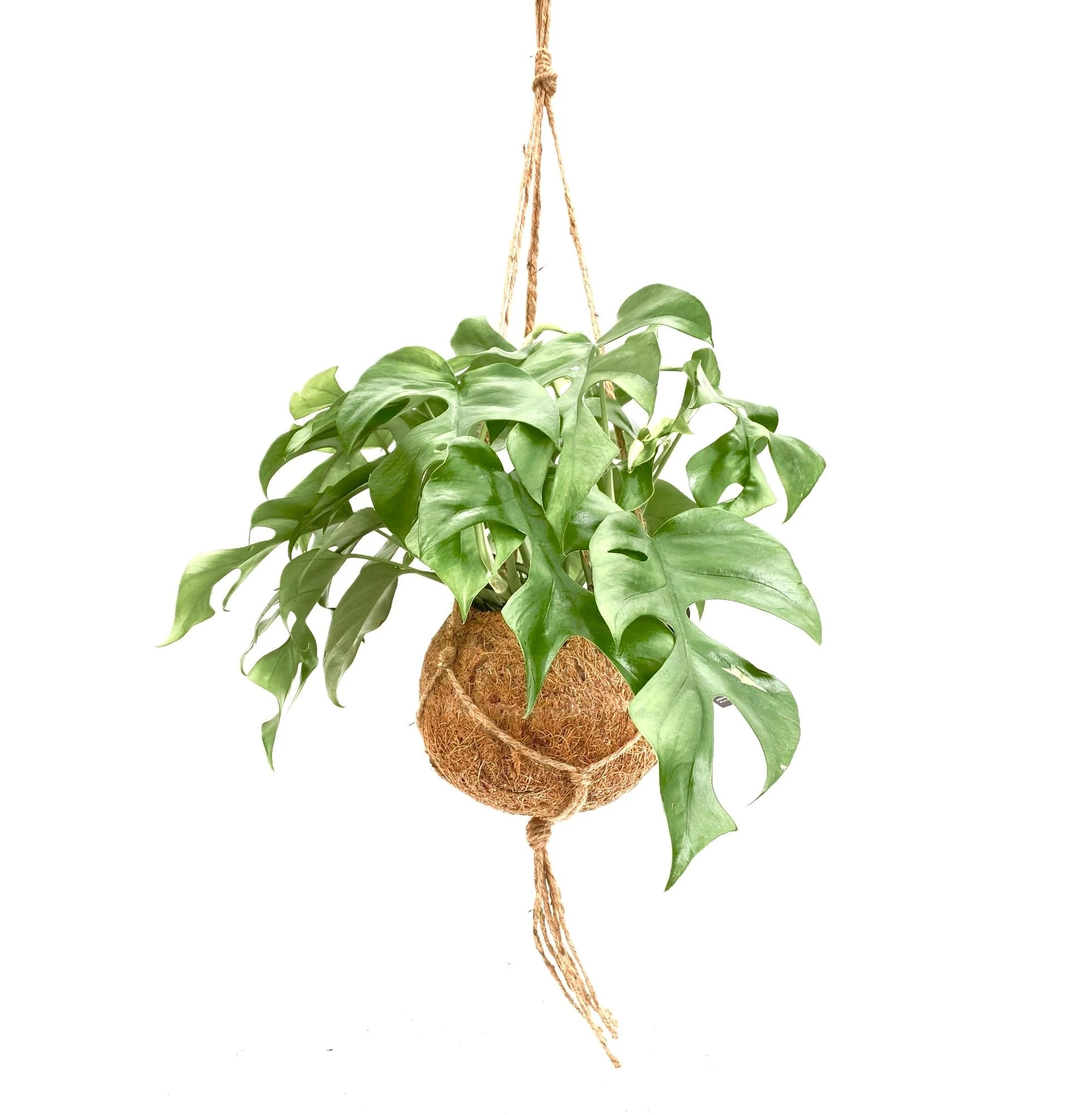 Kokedama kókuszrost kaspó nagy