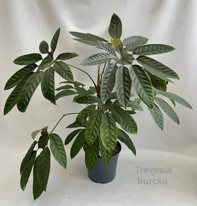 Trevesia Burckii - arália