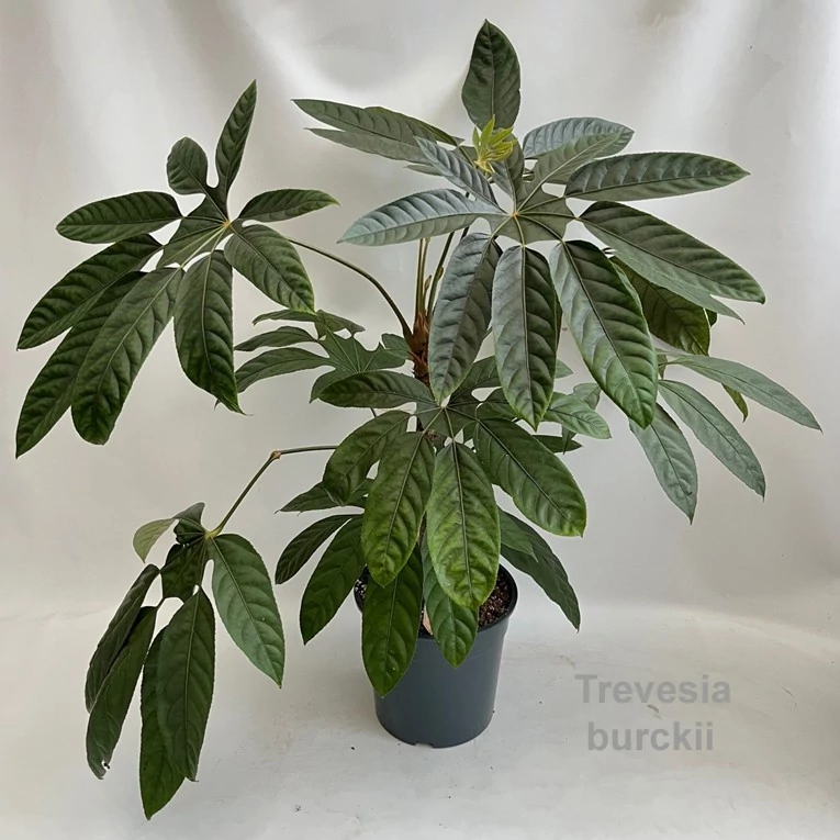 Trevesia Burckii - arália