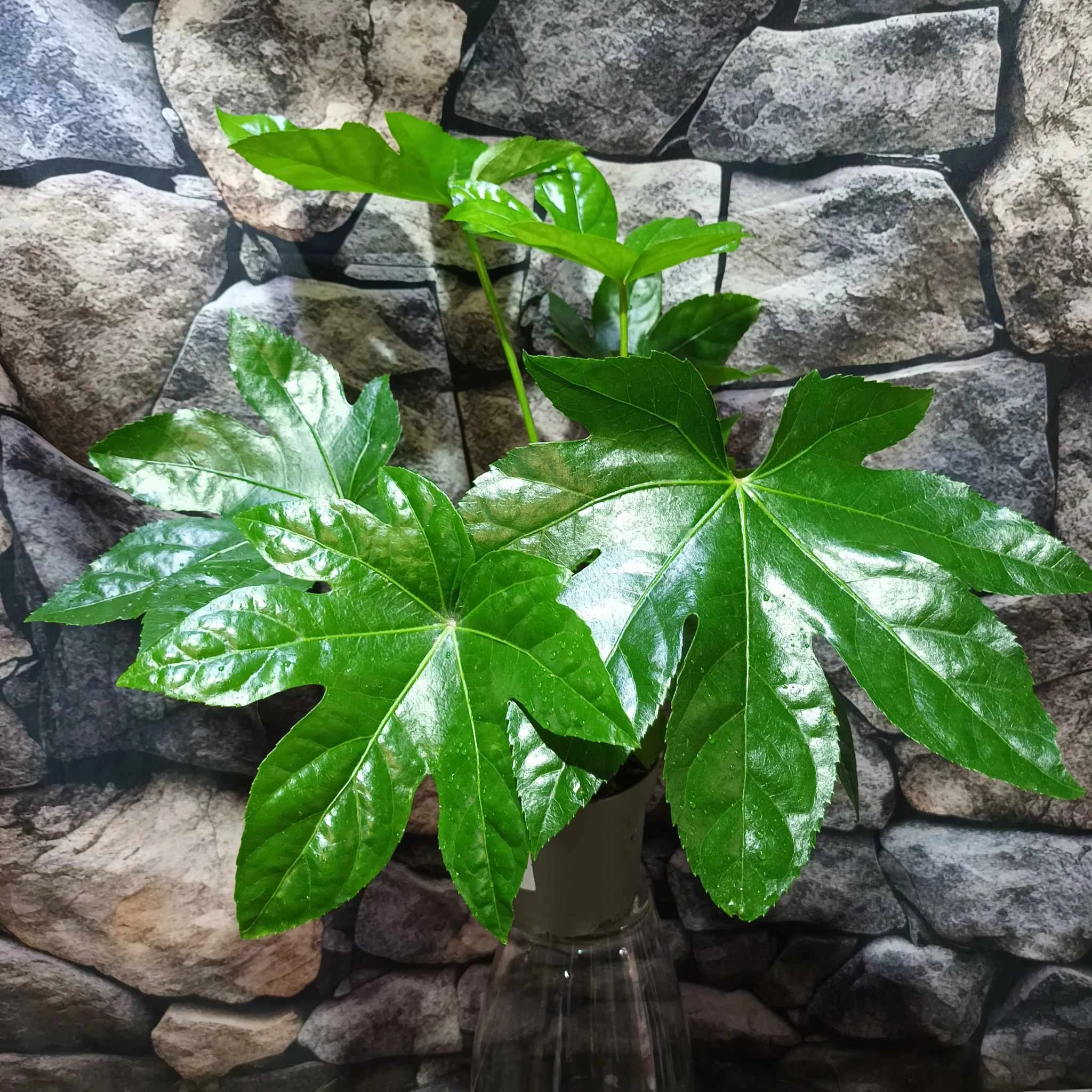 Fatsia japonica
