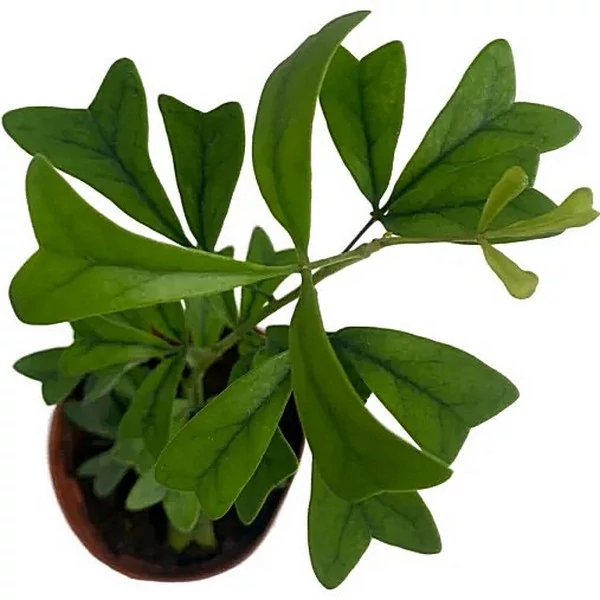 Schefflera triangularis 'Heart Leaf'