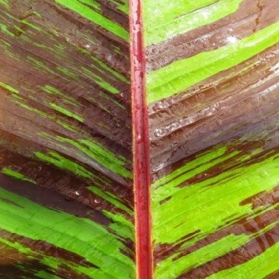 Musa sikkimensis 'Ever Red' egy egy levele esztétikai hibás