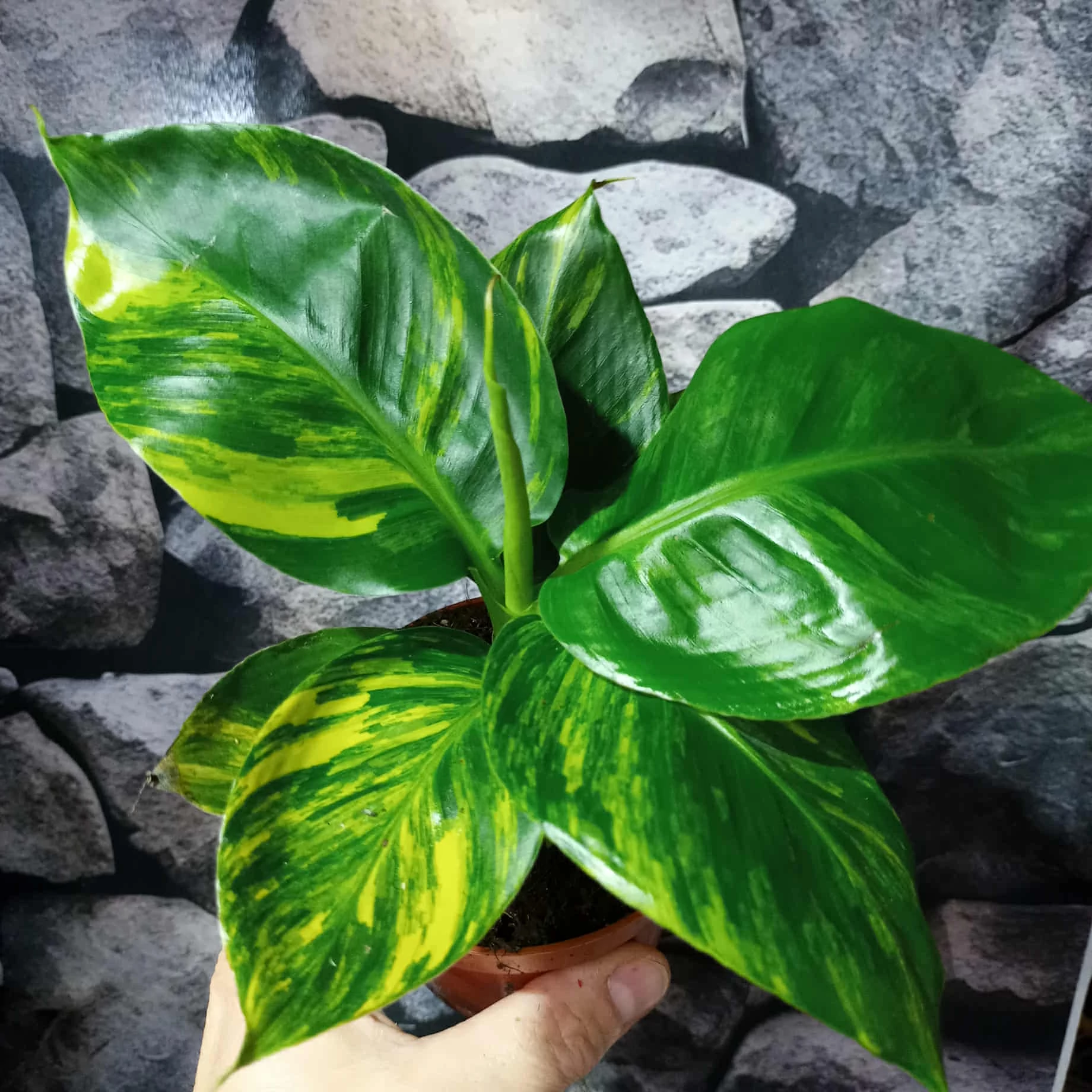 Musa 'Aurea variegata’