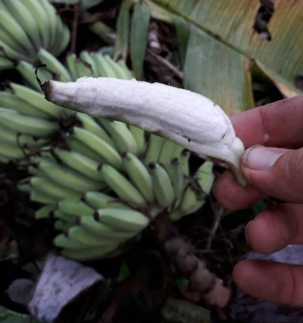 Musa chilocarpa