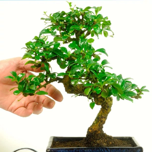 Bonsai Carmona macrophylla
