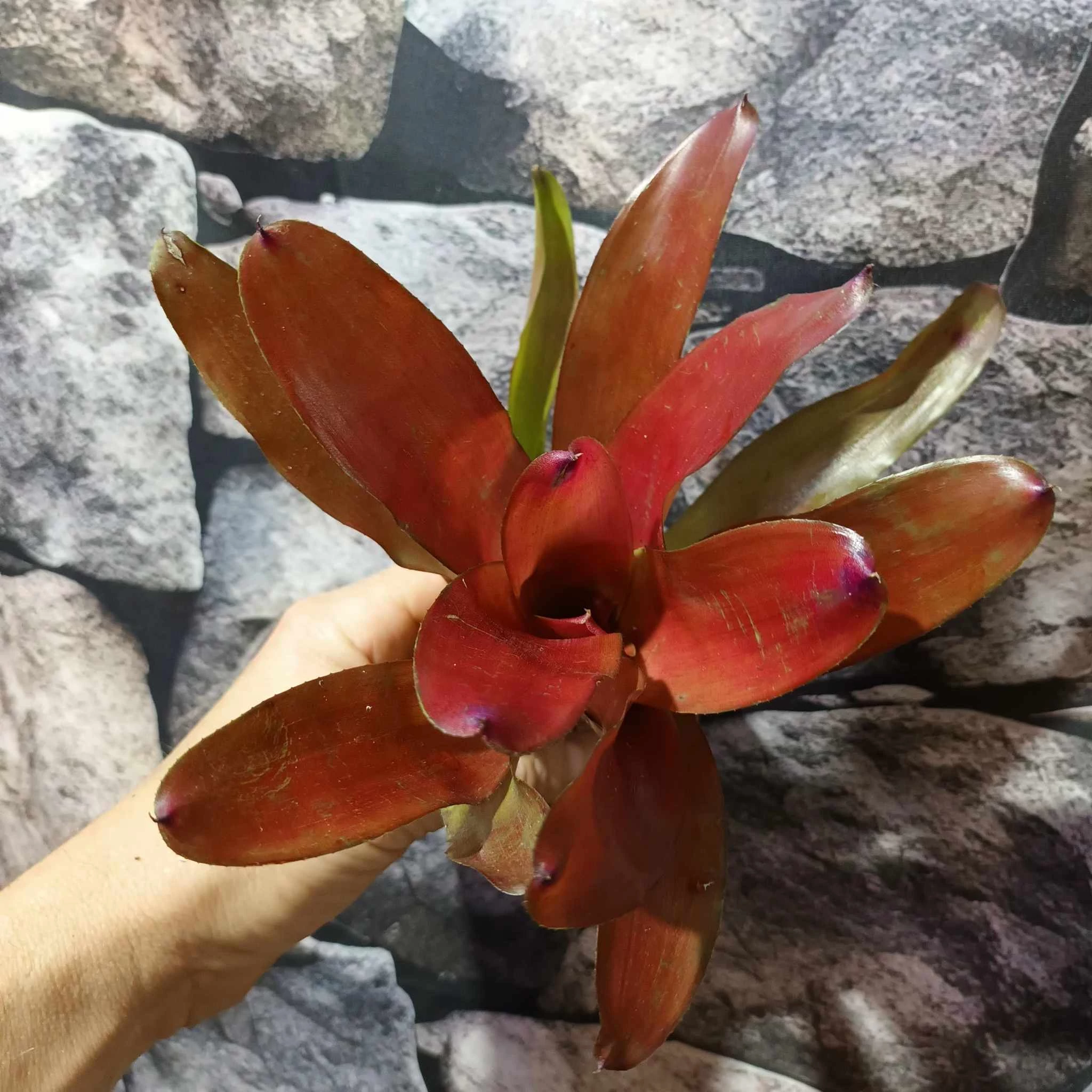 Bromelia red rose