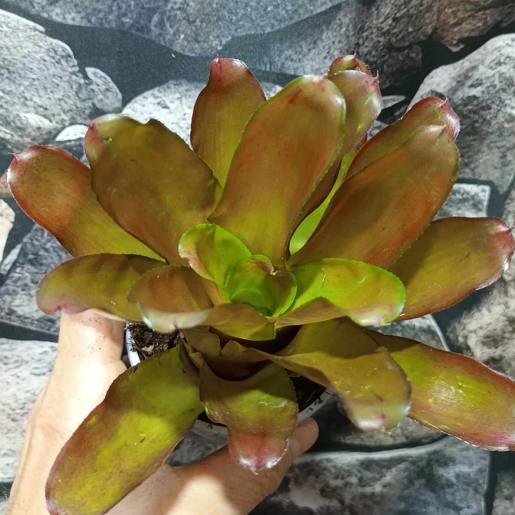Bromelia pink rose