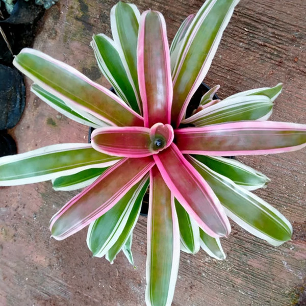 Bromelia bianca