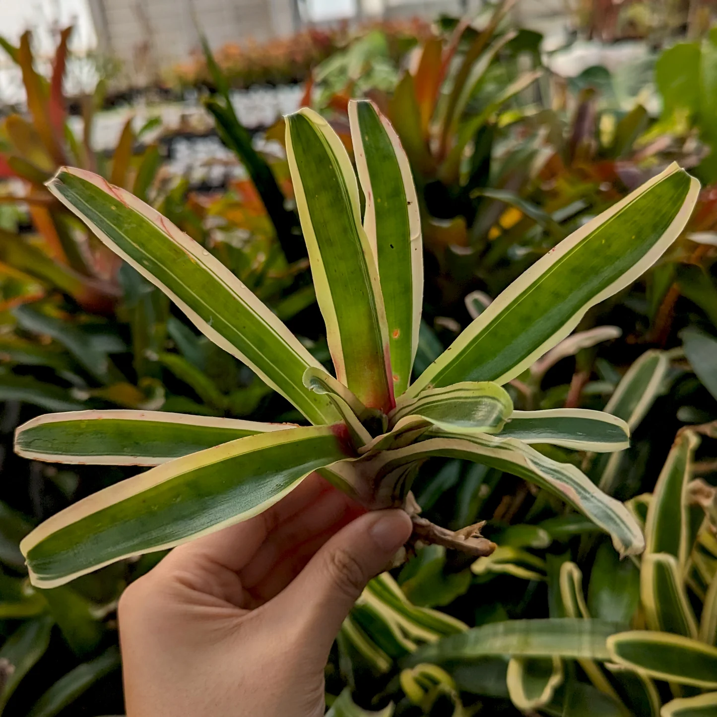 Neoregelia hybrid