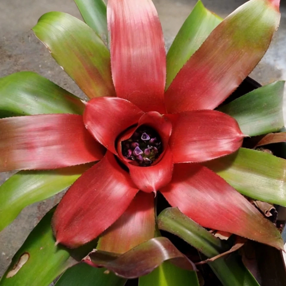 Neoregelia carolinae