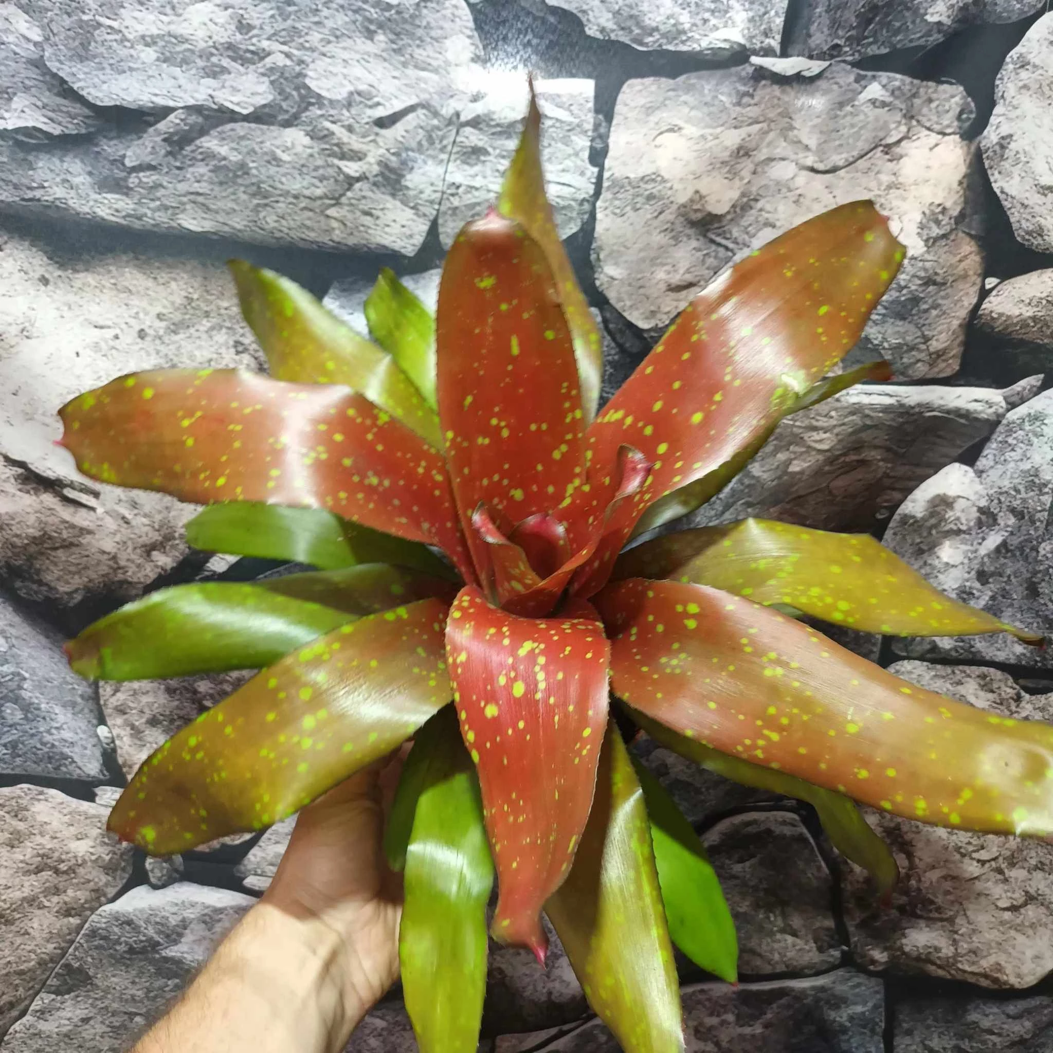 Neorgelia hybrid