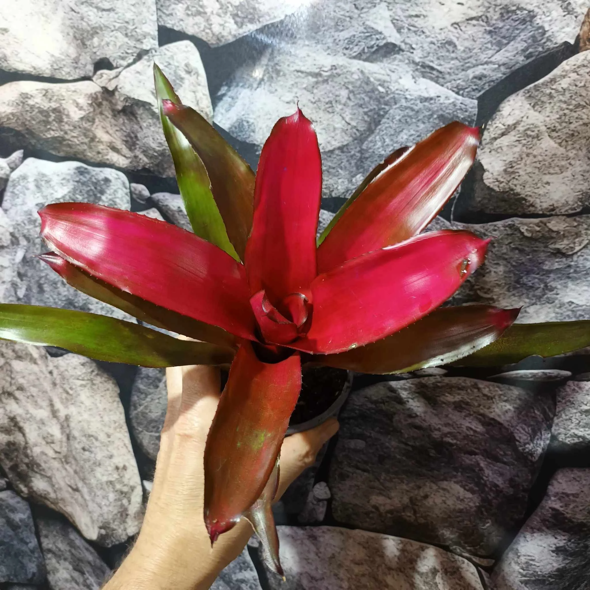 Neoregelia red princess