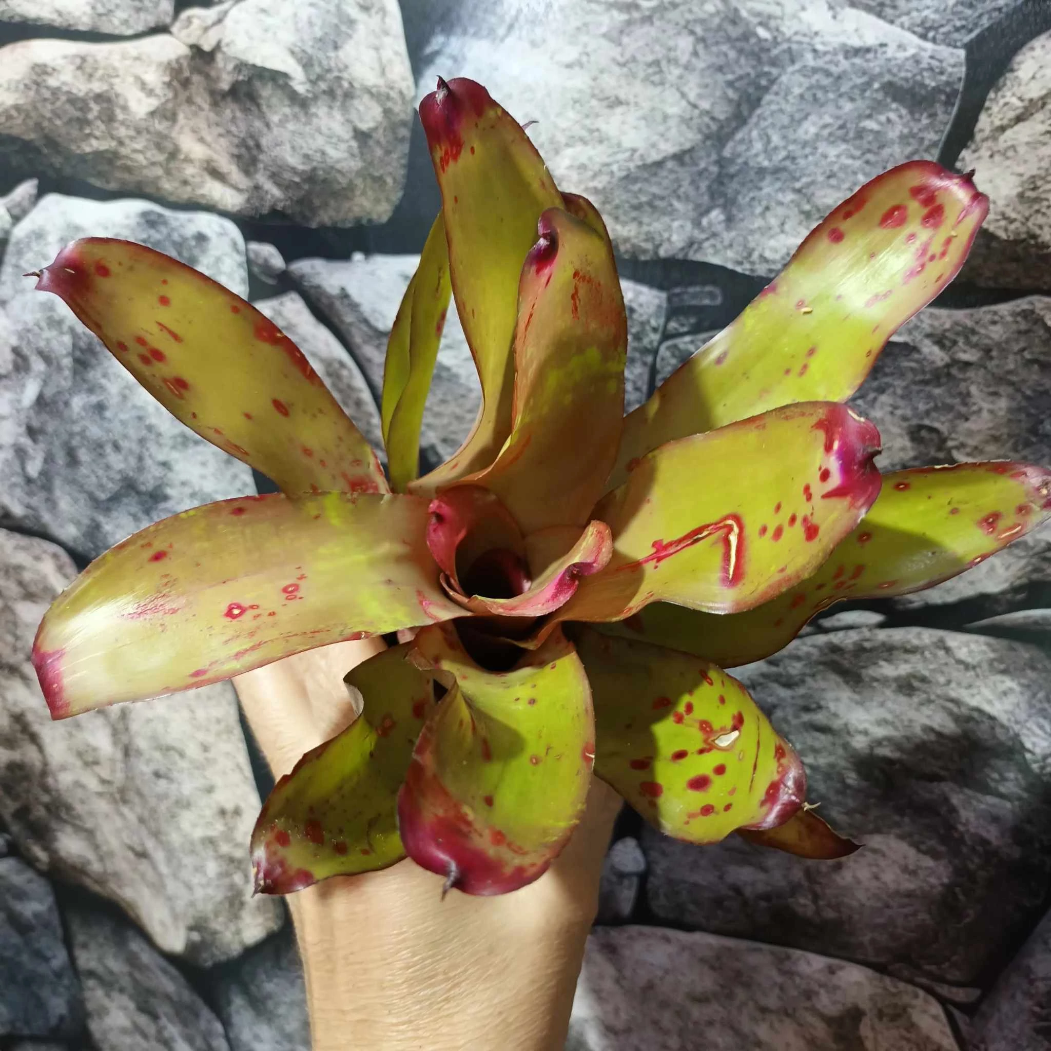 Neoregelia johannis 'Red'