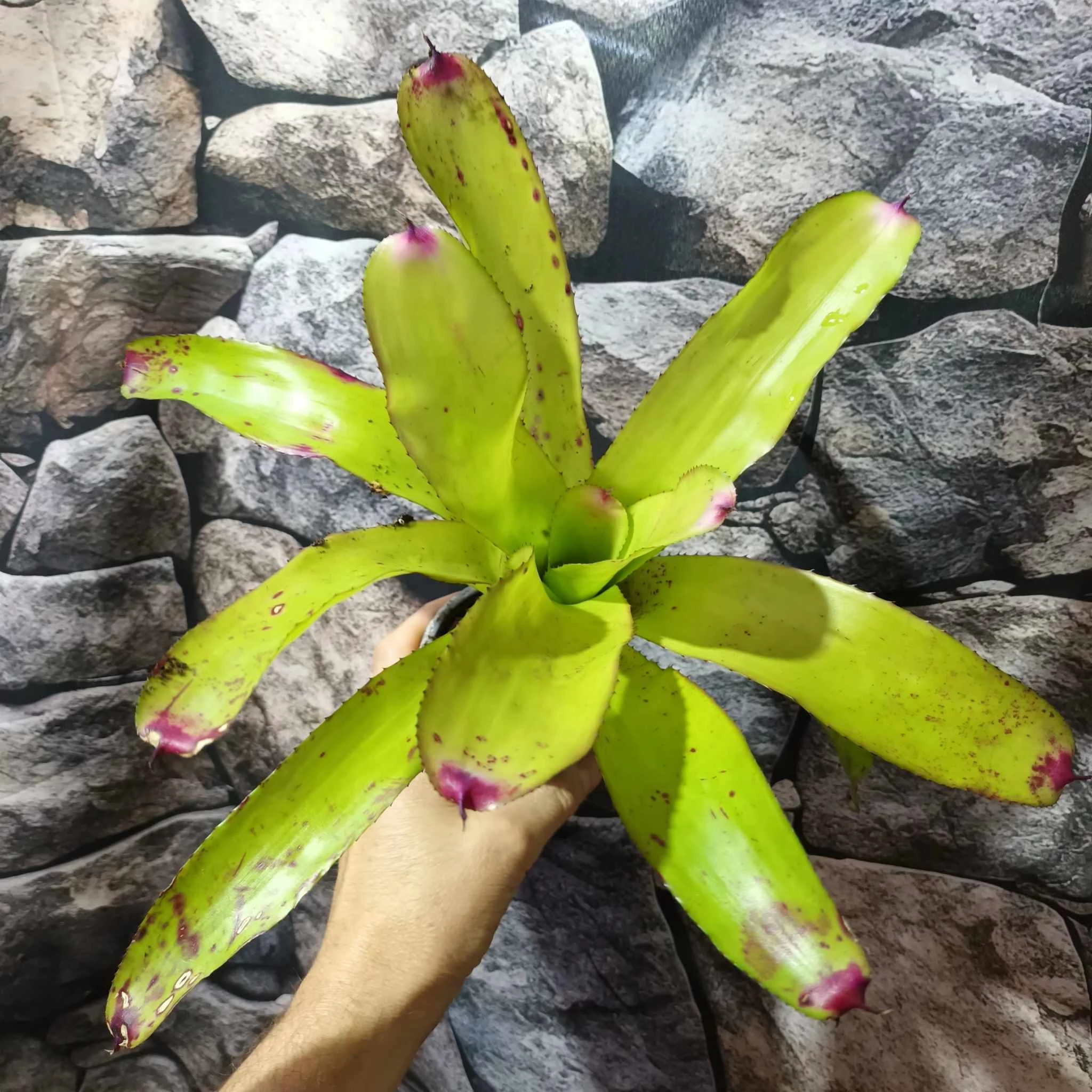 Neoregelia pink miami