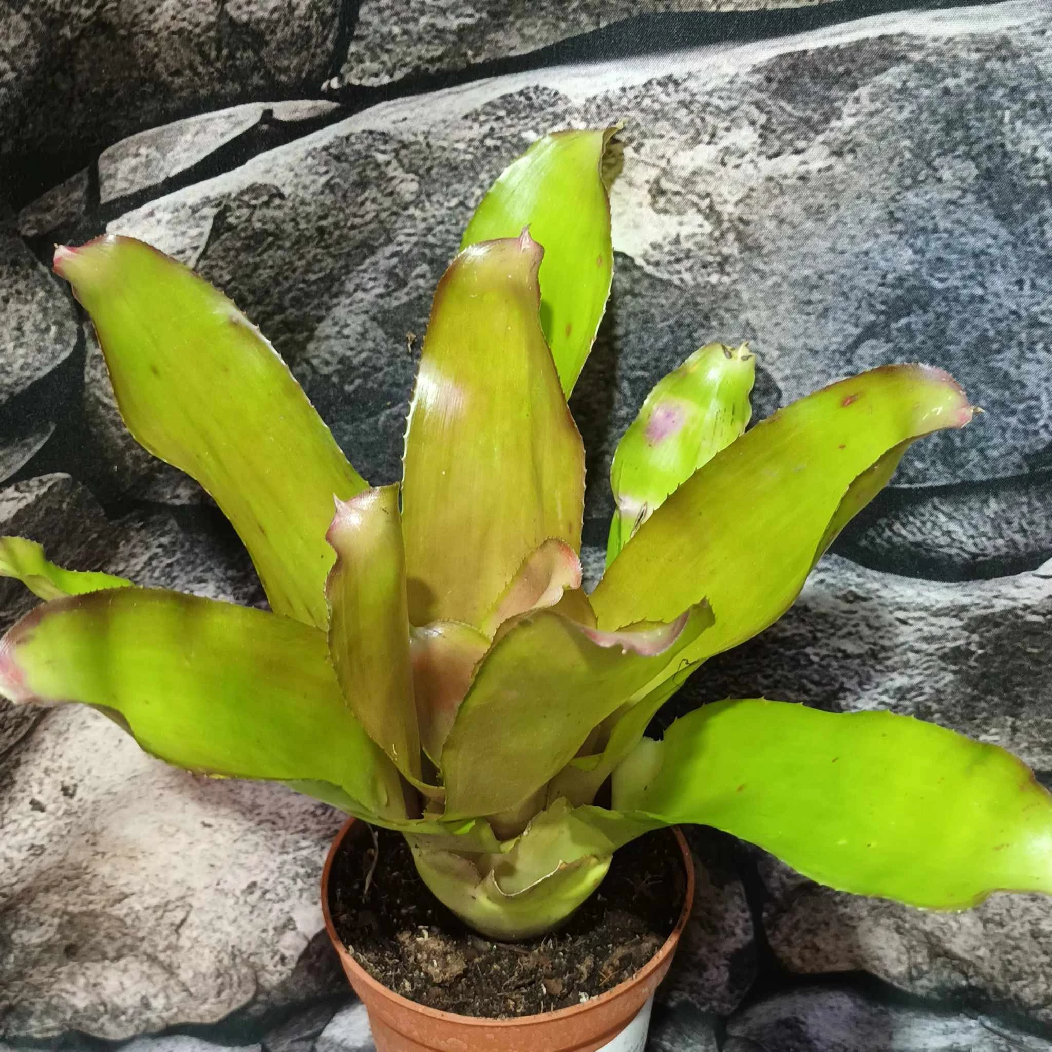 Neoregelia miami