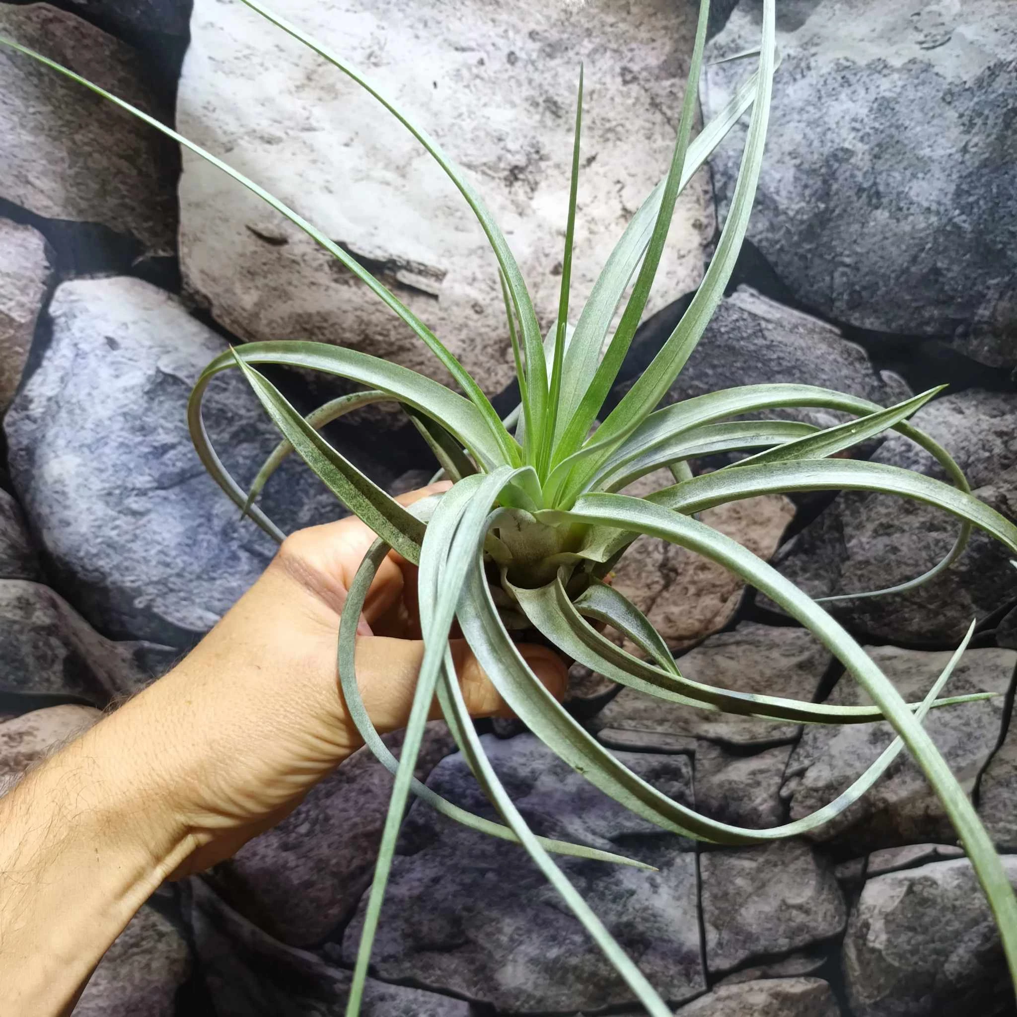 Tillandsia Clario