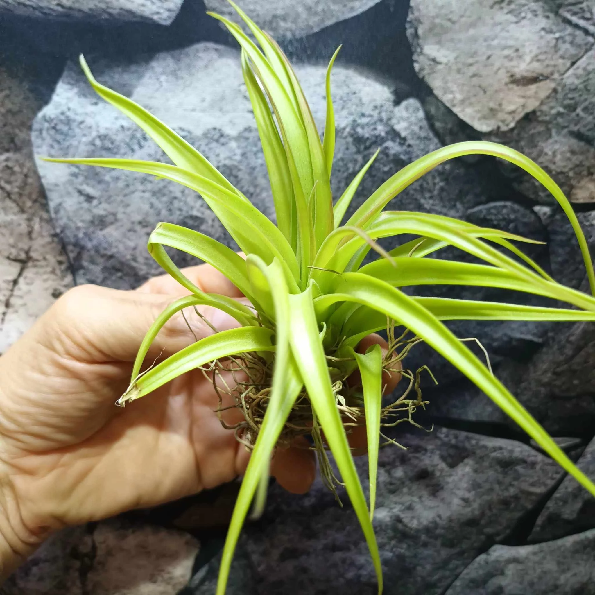 Tillandsia Flexuosa 