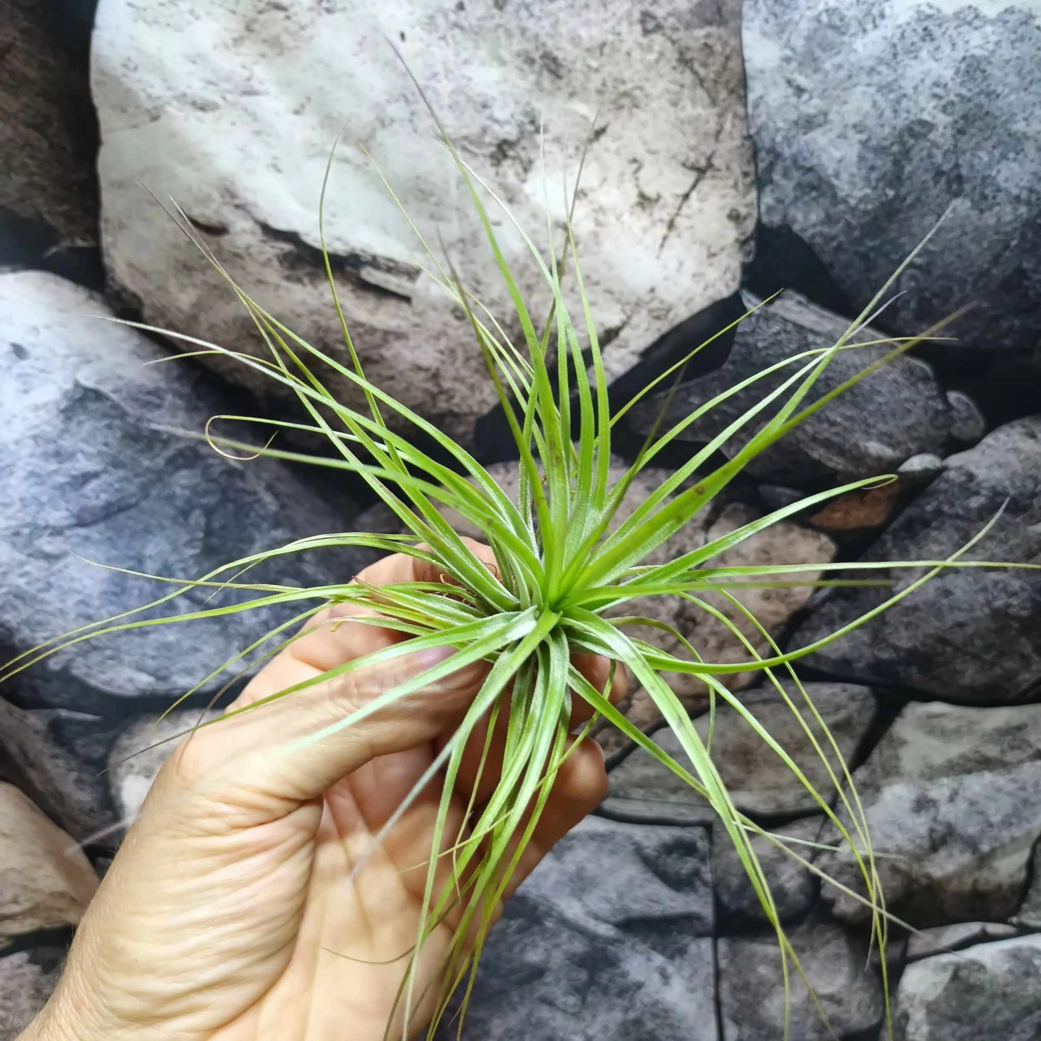 Tillandsia Sticta