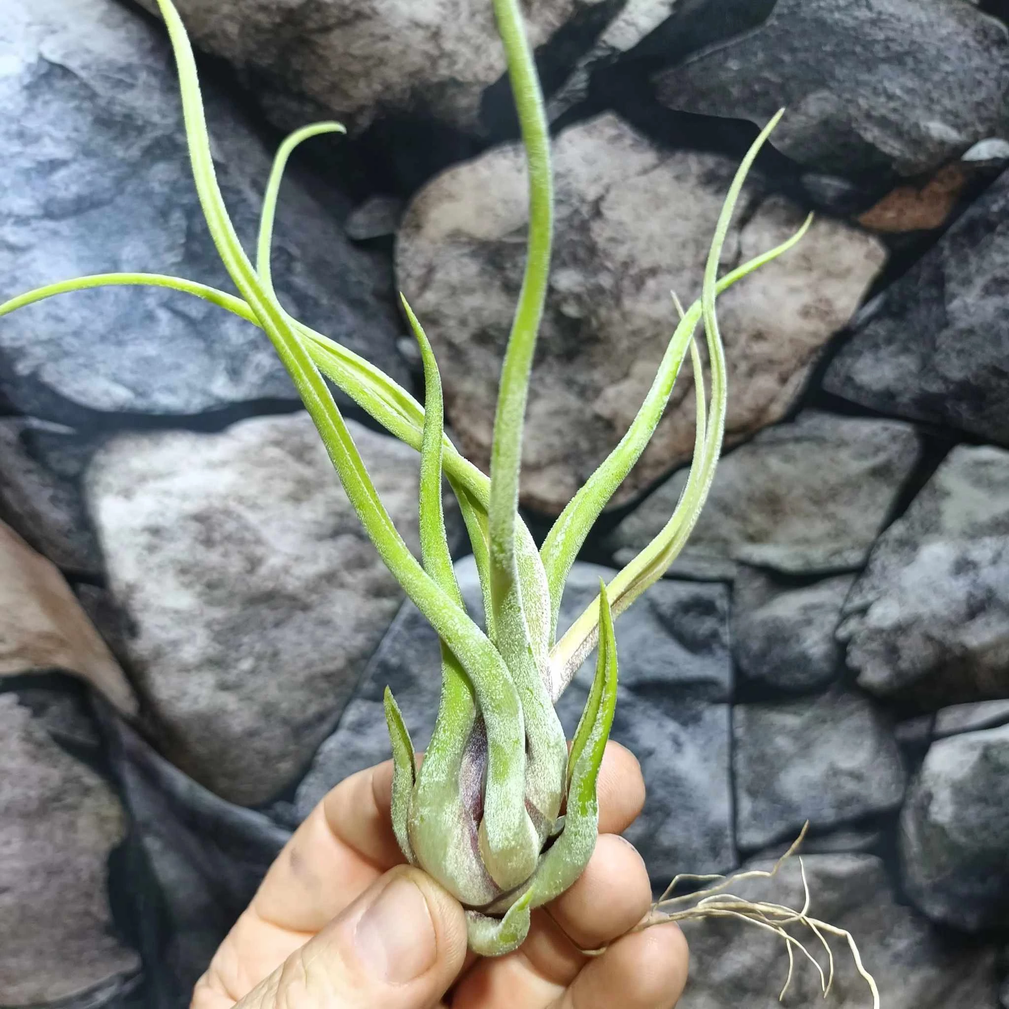 Tillandsia caput medusa
