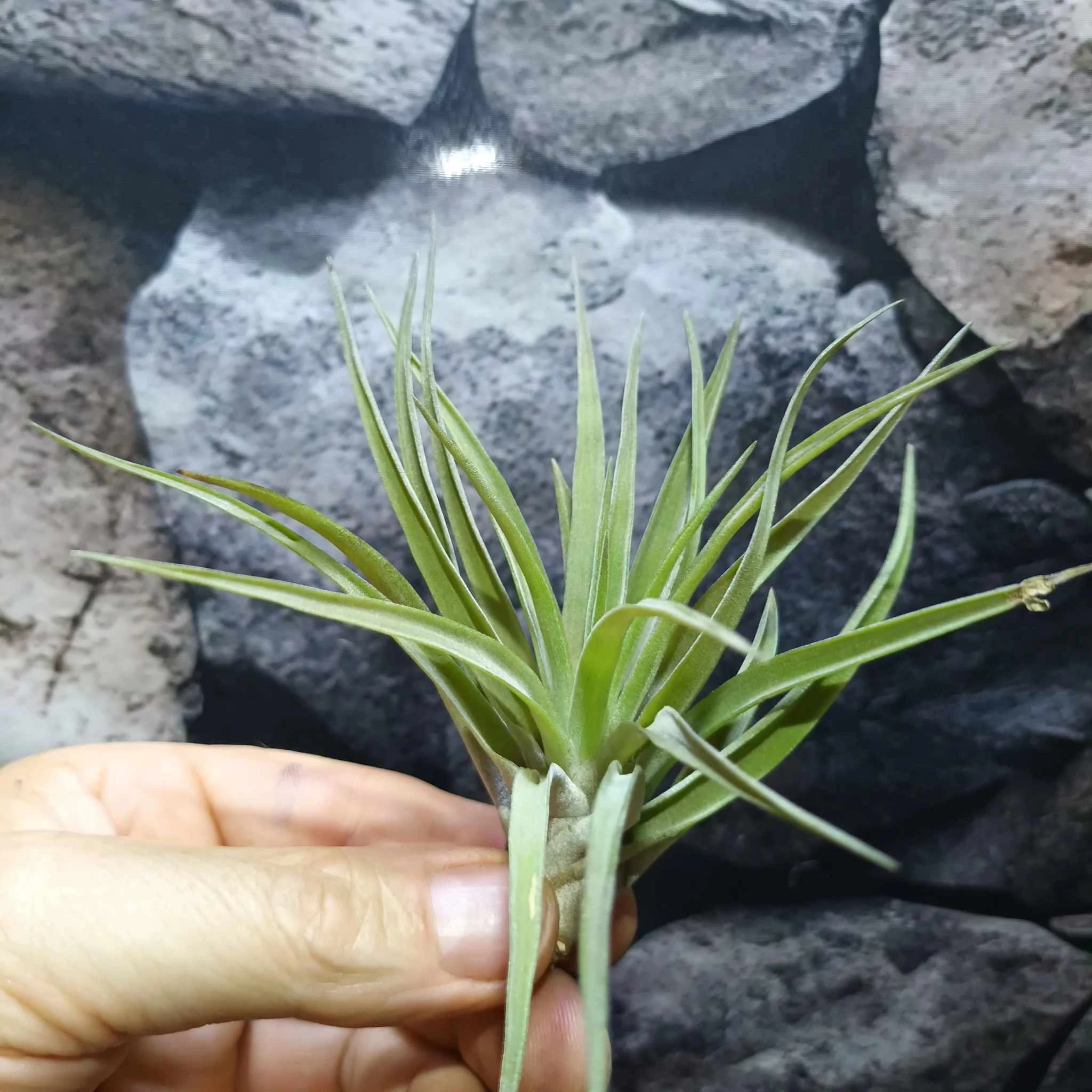 Tillandsia abdita