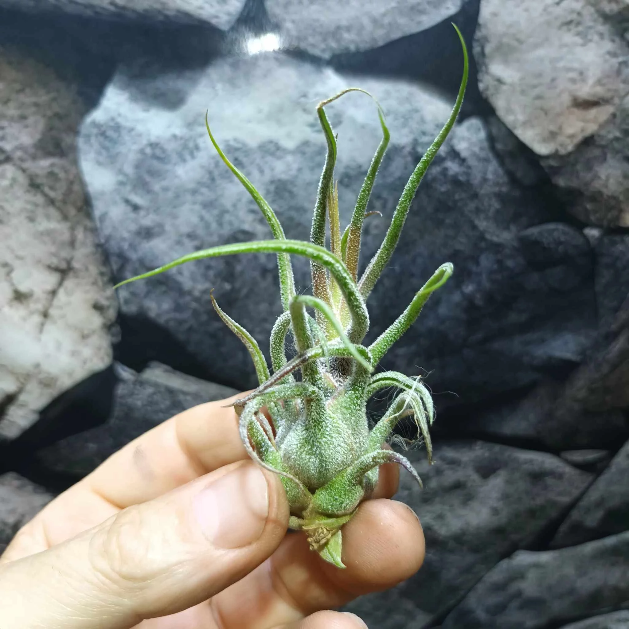 Tillandsia pruinosa