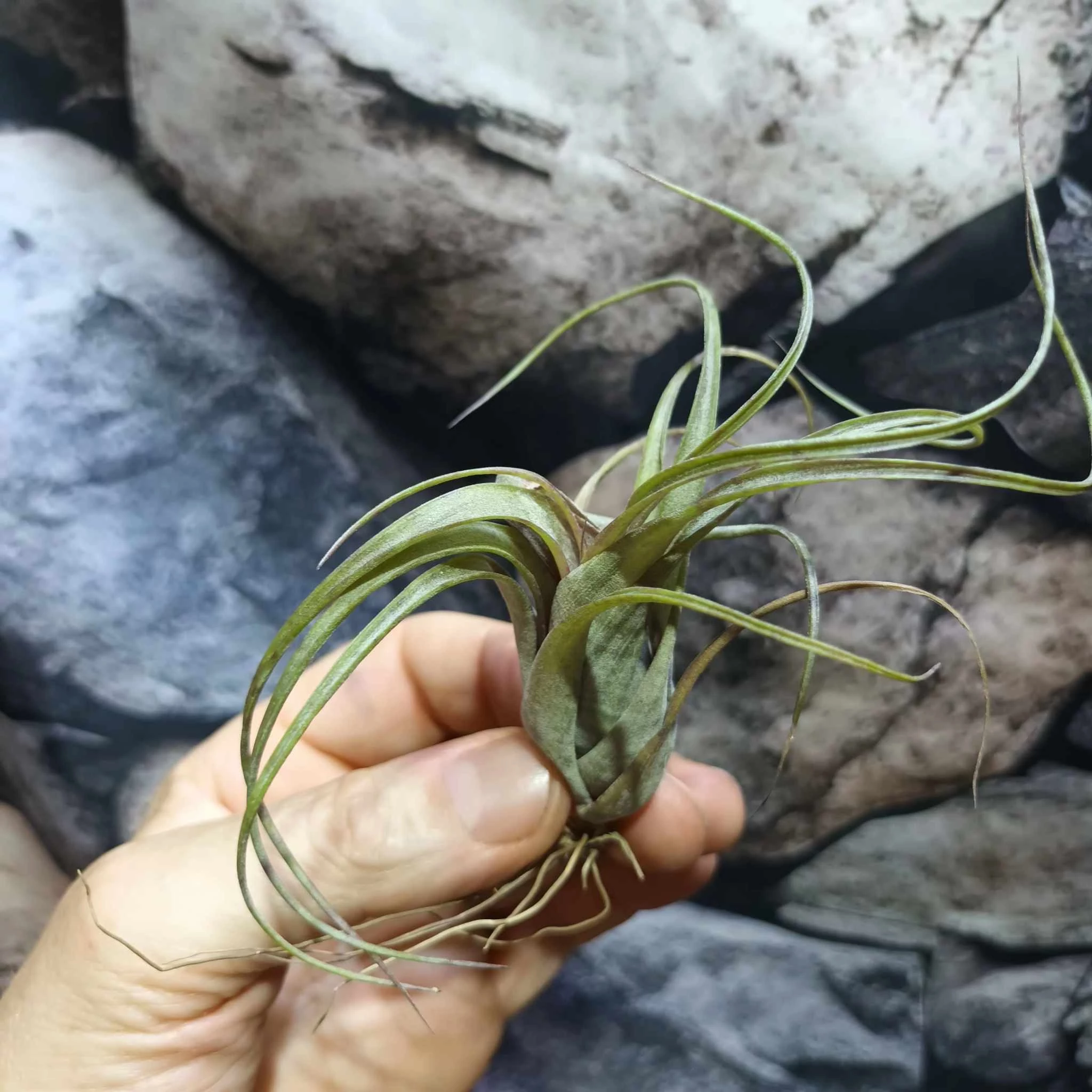 Tillandsia Curly slim