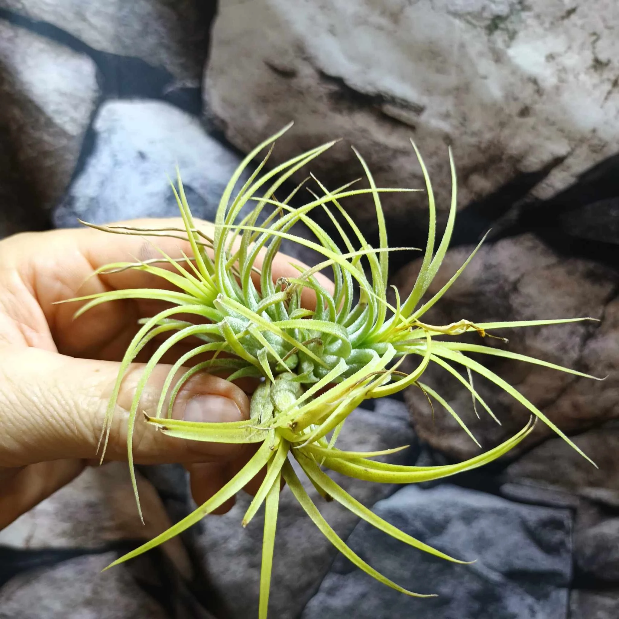 Tillandsia ionantha yellow több ágú