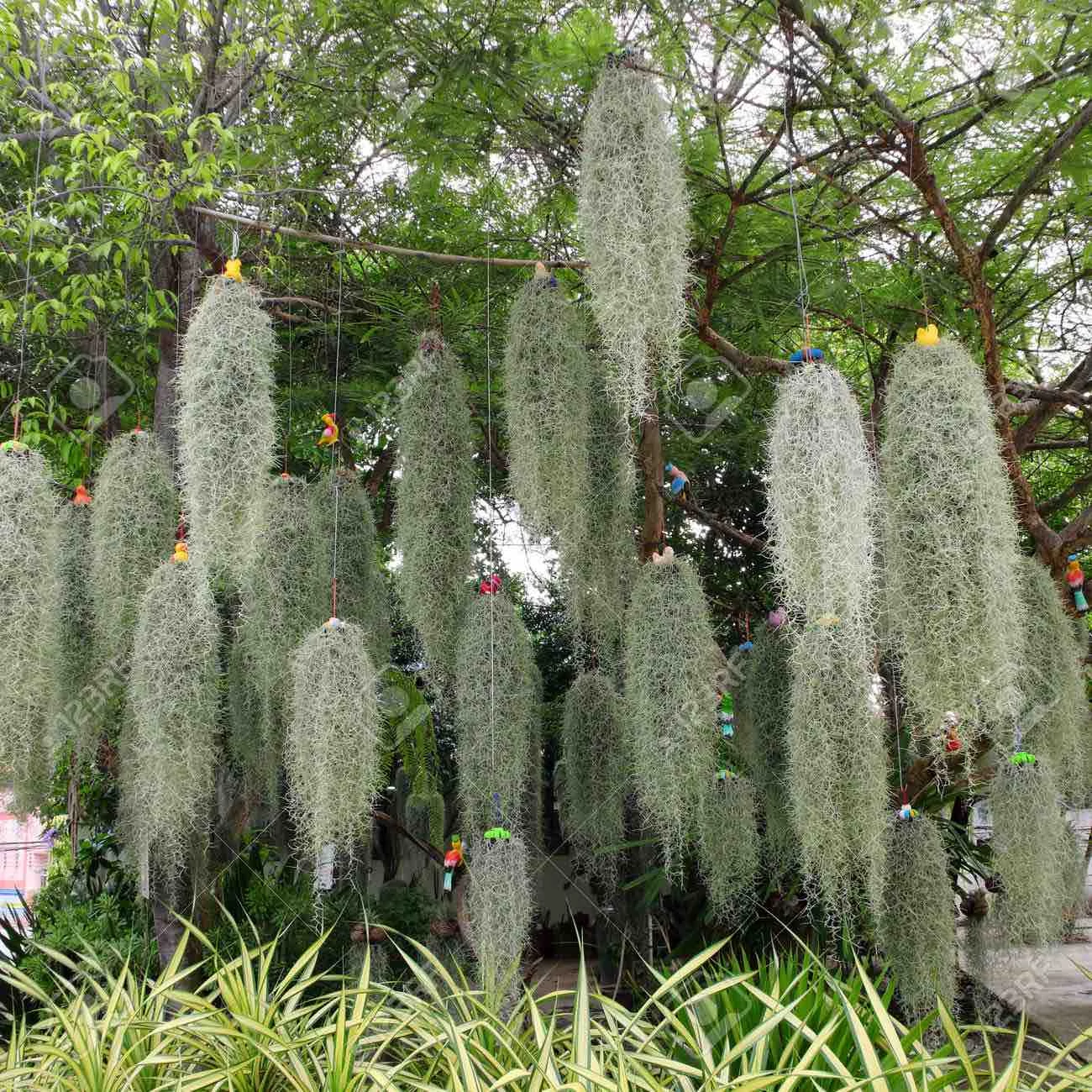 Tillandsia usneoides - zuzmószerű szakállbromélia nagy
