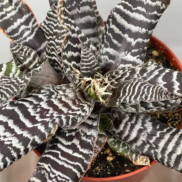 Cryptanthus zonatus - levélcsillag