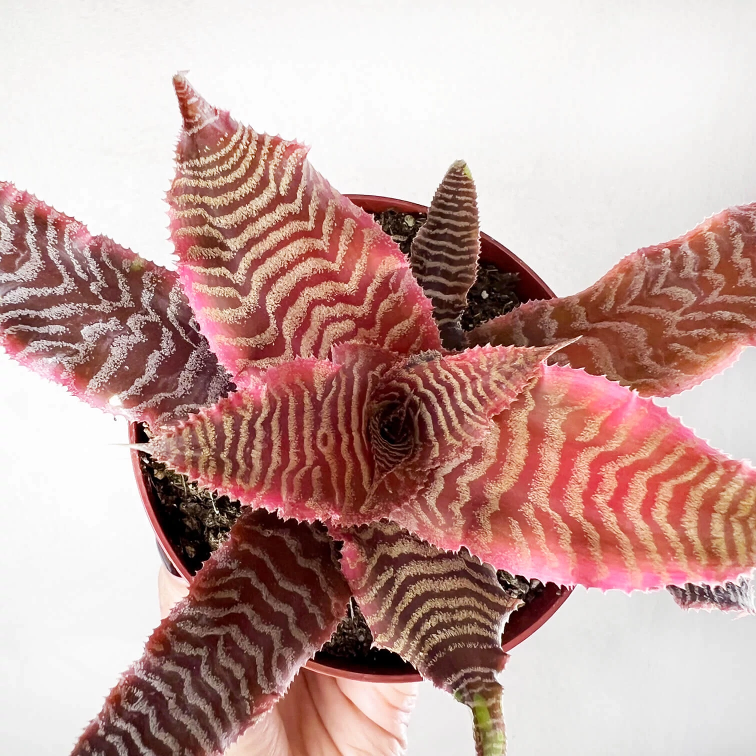 Cryptanthus bivittatus Elaine - levélcsillag