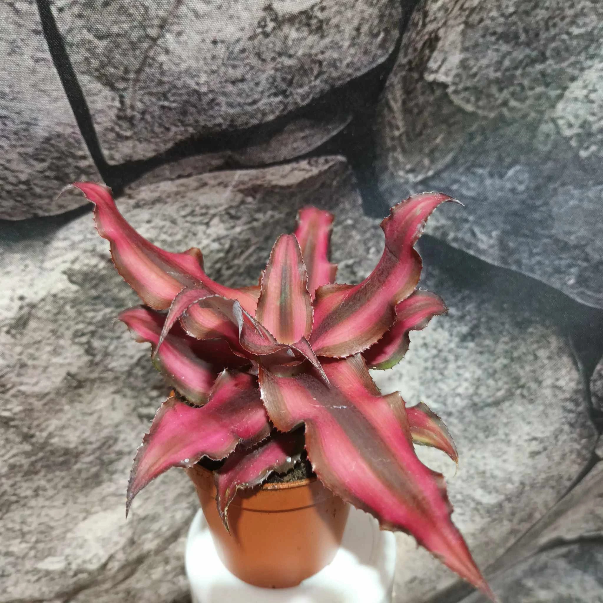 Cryptanthus 'Red Star'