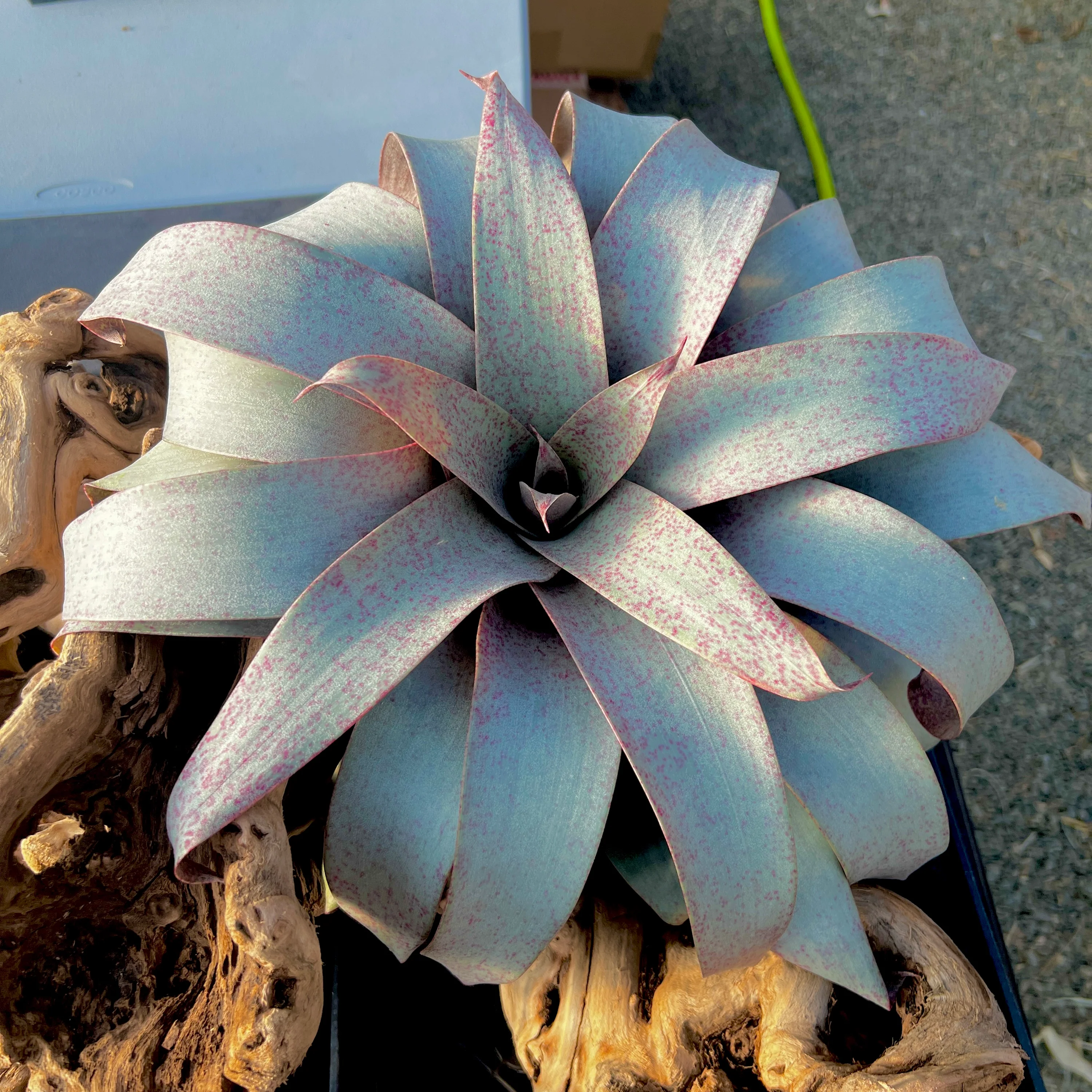 Vriesea saundersii