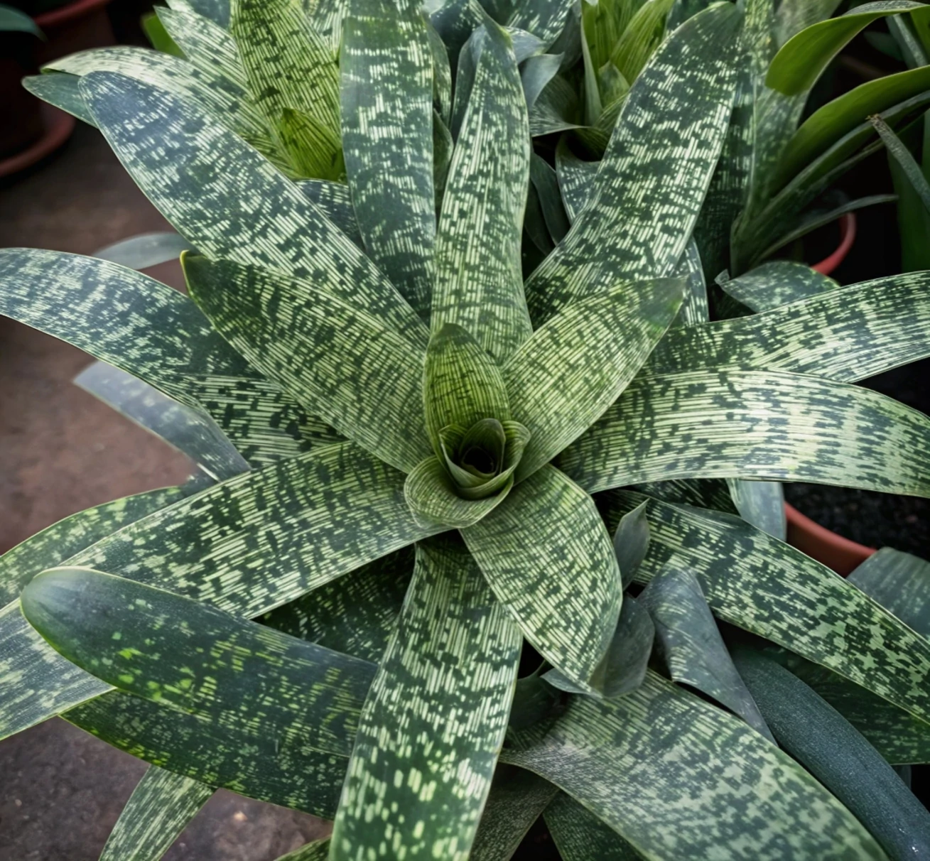Vriesea Gigantea 'Nova'