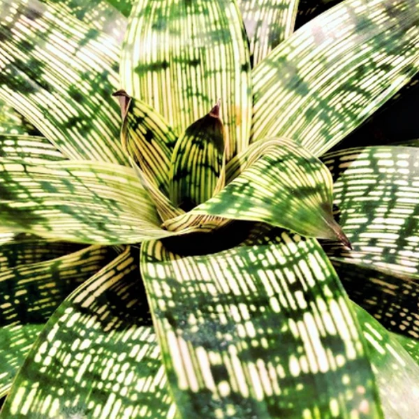 Vriesea Gigantea 'Nova'