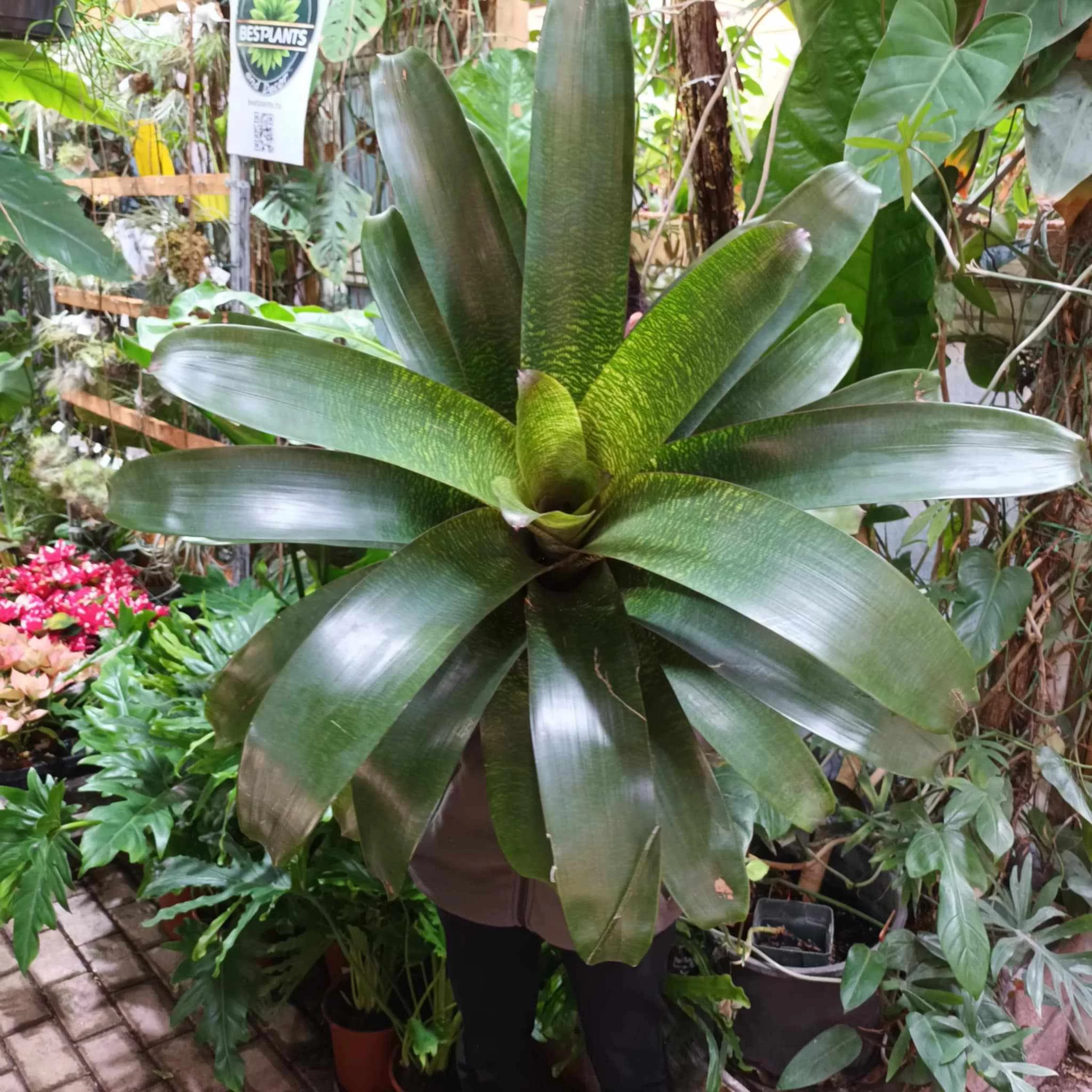 Vriesea fosteriana Óriás