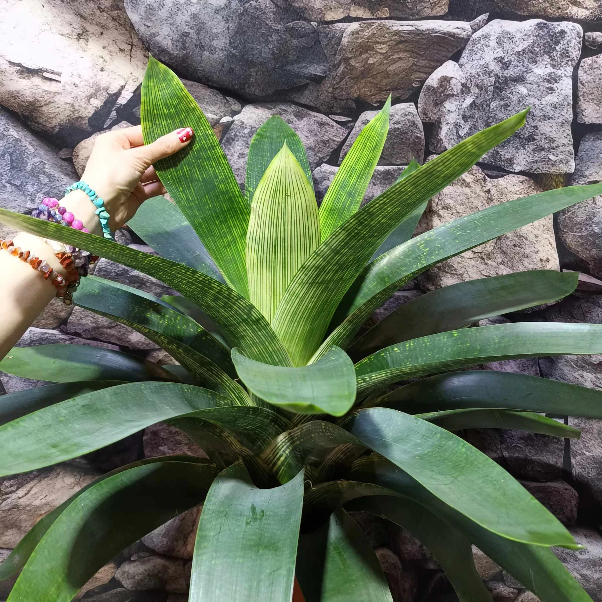 Vriesea gigantea nova Óriás
