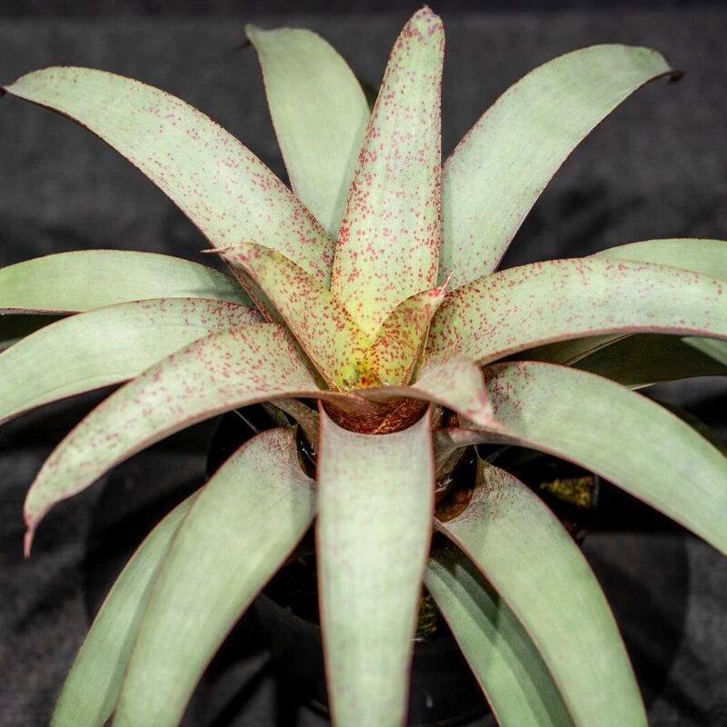 Vriesea saundersii